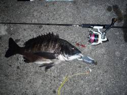 舞洲でのチニングで44㎝の真チヌ