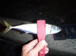 舞洲　フィギアエイトのちアジングでアジ30…