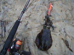 すさみ港でのエギング釣果、天候さえよければ数いけます