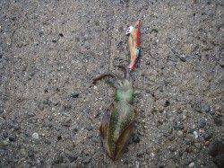 すさみ港でのエギング釣果、天候さえよければ数いけます