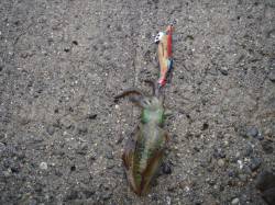 すさみ港でのエギング釣果、天候さえよければ…