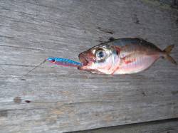 舞洲　釣友5人のアジング釣行でアジ100匹…