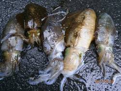 雨の養老でエギング　HITカラーはオレンジ…