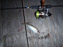 舞洲でアジング、先週よりサイズダウンです…