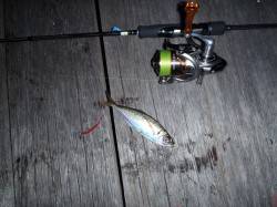 舞洲でアジング、先週よりサイズダウンです.…