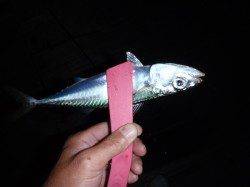 舞洲でアジング、先週よりサイズダウンです…