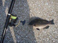 岸和田沖一文字1番スリットでフカセ釣り、グレいっぱい釣れました