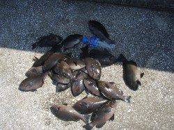 岸和田沖一文字1番スリットでフカセ釣り、グレいっぱい釣れました