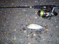 大阪南港でのメタルアジング釣果