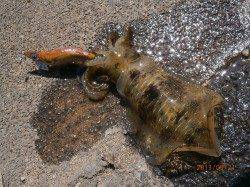 養老でエギング、渋い状況でしたが、アオリＧＥＴ！