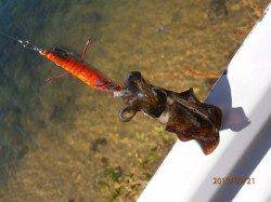 養老でエギング、渋い状況でしたが、アオリＧＥＴ！