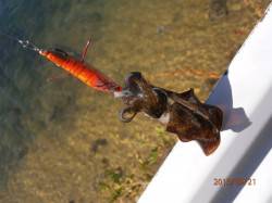 養老でエギング、渋い状況でしたが、アオリＧ…