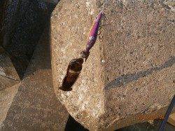 敦賀東部　赤崎でのエギング釣果