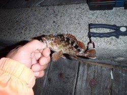 舞洲でのアジング、20cmオーバーのアジも