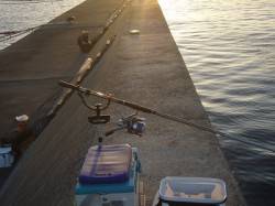 武庫川尻一文字、ルアーとのませ釣りでの釣果…