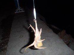 メタルジグでアジに太刀魚にマダコも！舞洲ルアーゲーム