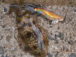 夕日港　ドライブの合間にエギングでアオリ♪…