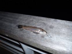 舞洲　釣友３人でタチウオ〜アジング釣行