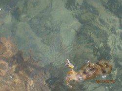 養老エギング釣果　一時間でアオリ大漁GET！