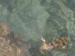 養老エギング釣果　一時間でアオリ大漁GET…