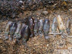 養老エギング釣果　一時間でアオリ大漁GET！