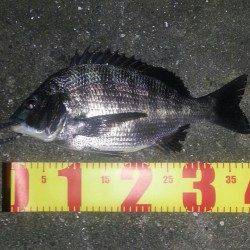 舞洲で短時間チニング、マチヌは 元気が良く楽しめました!!