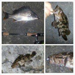 舞洲で短時間チニング、マチヌは 元気が良く楽しめました!!