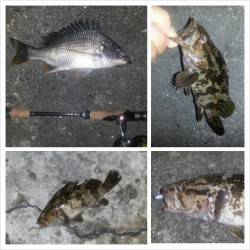 舞洲で短時間チニング、マチヌは 元気が良く楽しめました!!