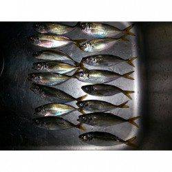 舞洲アジング調査、アタリ多し！