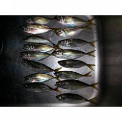 舞洲アジング調査、アタリ多し！