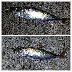 舞洲アジング調査、アタリ多し！