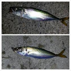 舞洲アジング調査、アタリ多し！