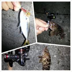 雨上がりの舞洲でチニング&アジング