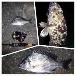 シーバスが遊んでくれました、舞洲でチニング