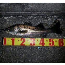 シーバスが遊んでくれました、舞洲でチニング