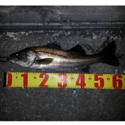 シーバスが遊んでくれました、舞洲でチニング…