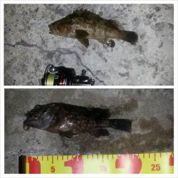 舞洲チニング　激渋の中キビレ・ガシラ・タケノコメバル