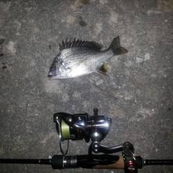 舞洲チニング　激渋の中キビレ・ガシラ・タケ…