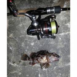 舞洲　ゴミを避けながらのチニングでチヌ＆ガシラ