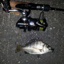 舞洲　ゴミを避けながらのチニングでチヌ＆ガシラ