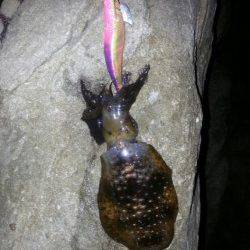 戸津井・小引漁港　強風の状況の中エギングでアオリイカ狙い！