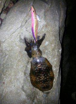 戸津井・小引漁港　強風の状況の中エギングでアオリイカ狙い！