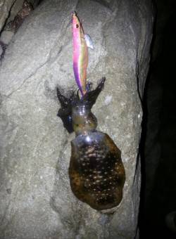 戸津井・小引漁港　強風の状況の中エギングで…