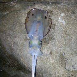 戸津井・小引漁港　強風の状況の中エギングでアオリイカ狙い！