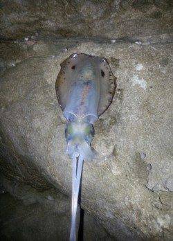 戸津井・小引漁港　強風の状況の中エギングでアオリイカ狙い！