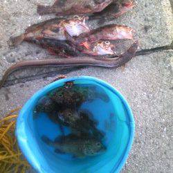 ウキ釣り＆投げ釣りでアナゴとガシラの釣果