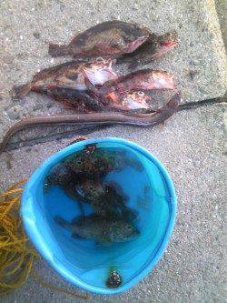 ウキ釣り＆投げ釣りでアナゴとガシラの釣果