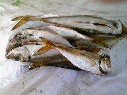 兵庫突堤でウキ釣り、17cmまでのアジとタチウオの釣果