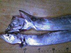 兵庫突堤でウキ釣り、17cmまでのアジとタチウオの釣果