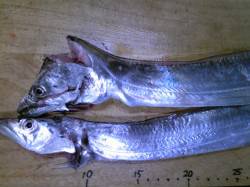 兵庫突堤でウキ釣り、17cmまでのアジとタ…